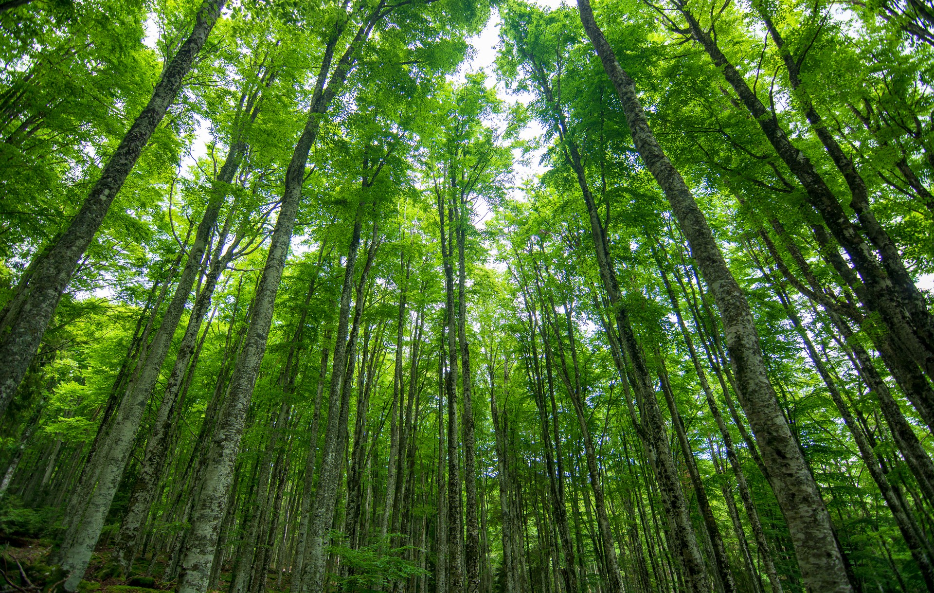 un hermoso bosque en primavera