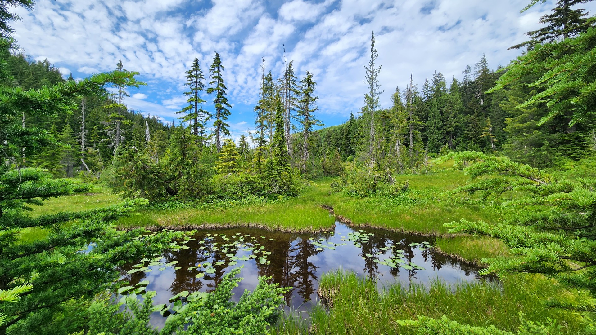 Hermoso estanque alpino rodeado de pinos con reflejos de árboles y cielo en el estanque